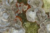 Polished Mushroom Jasper Slab - Arizona #141242-1